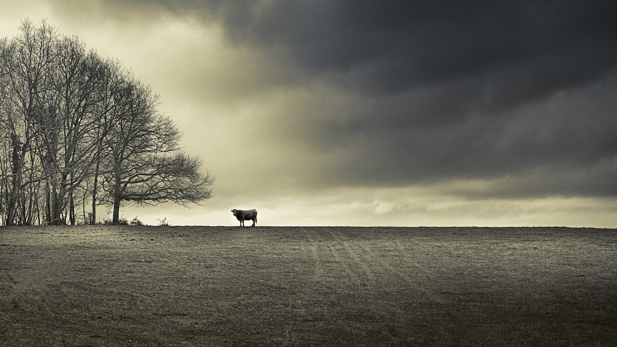 Tamron SP 24-70mm F2.8 Di VC USD sample photo. Storm cow (final version) photography
