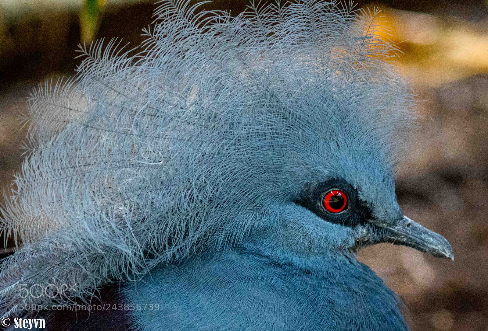 Canon EOS 7D Mark II sample photo. Rotes auge photography