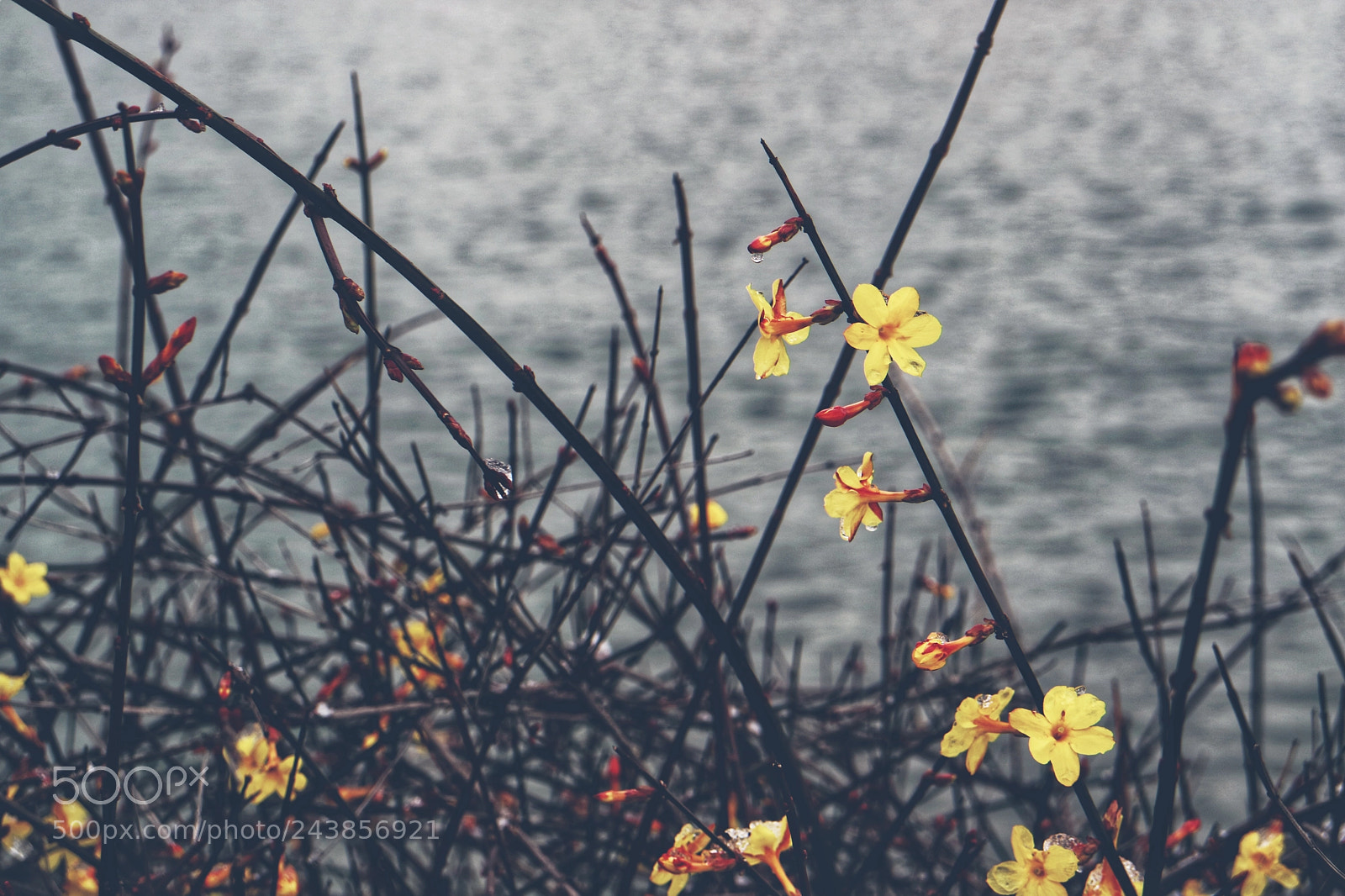 Canon EOS M3 sample photo. Bloom photography