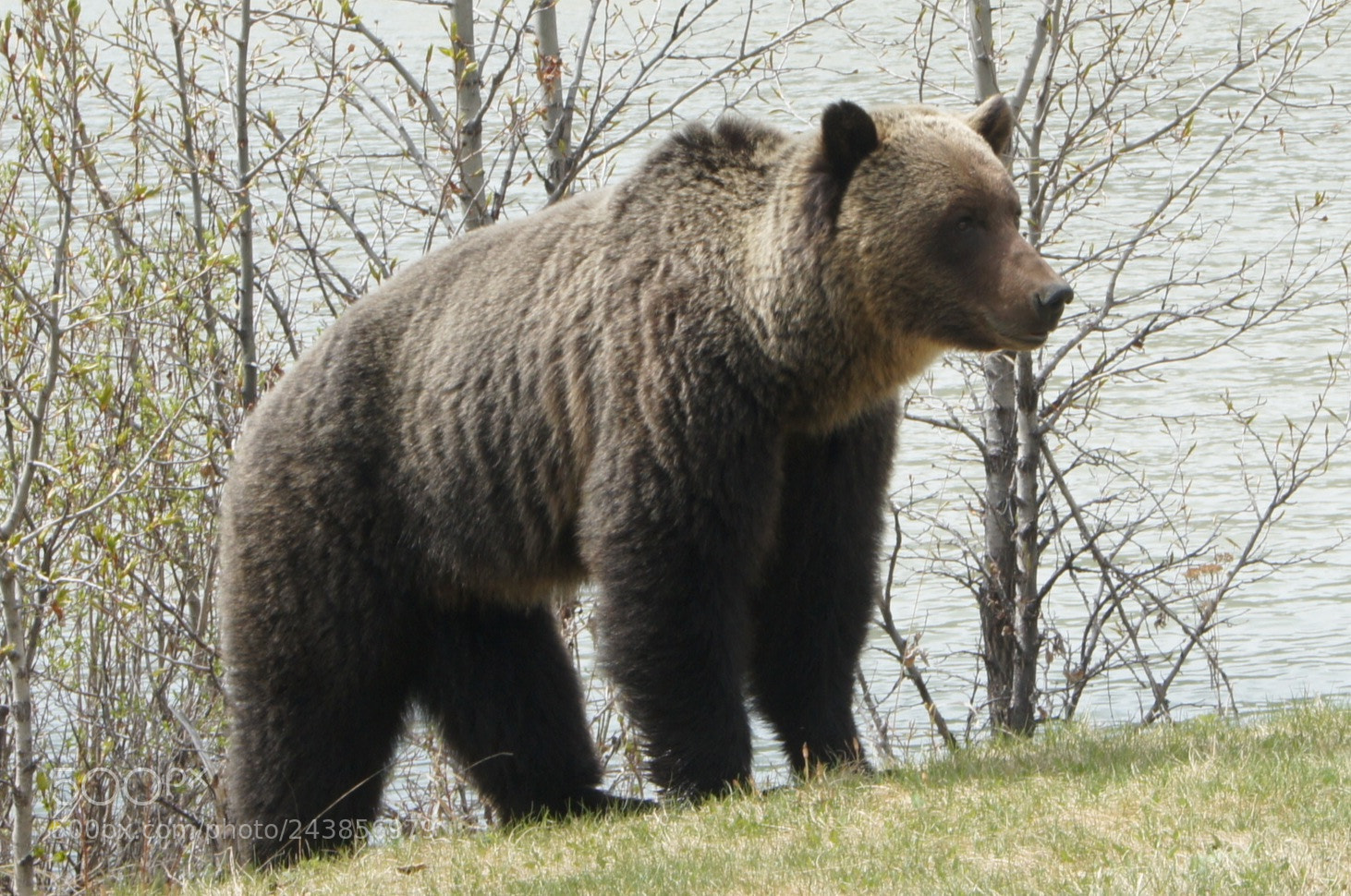 Sony Alpha DSLR-A550 sample photo. Early spring bear foraging photography