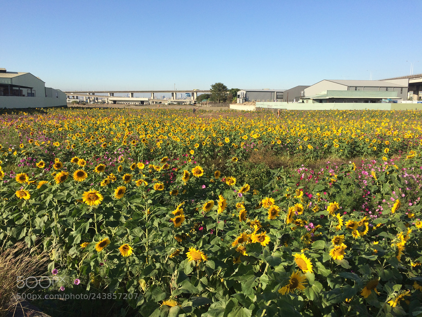 Apple iPhone 5s sample photo. Sunflowers photography