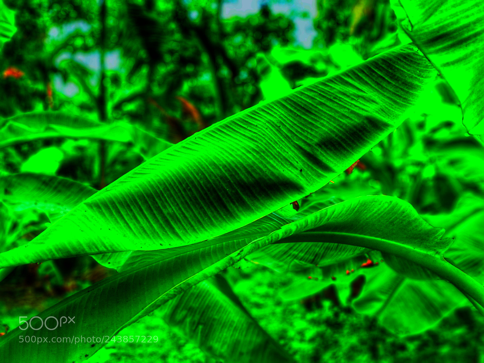 Xiaomi Mi A1 sample photo. Color my leaf photography