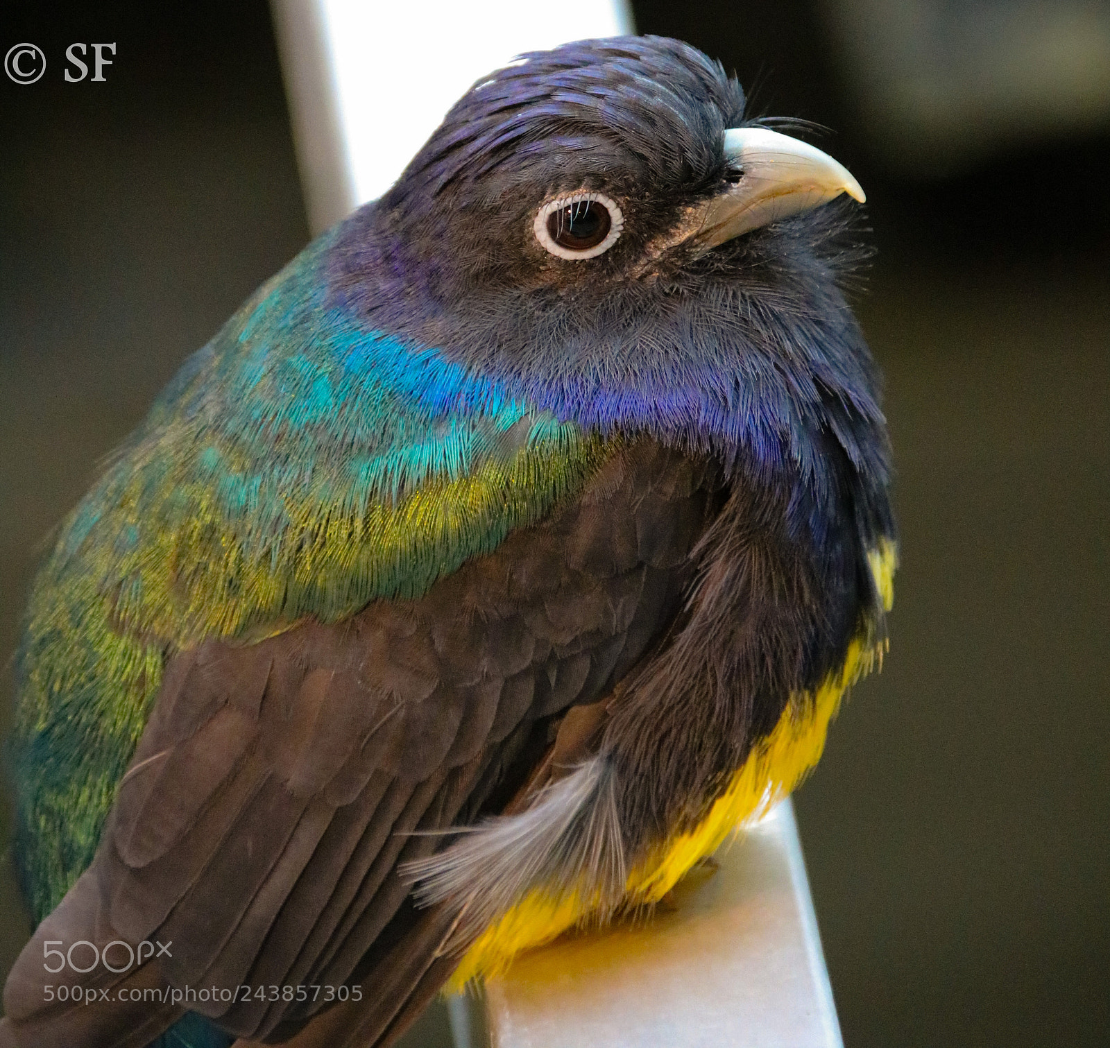 Canon EOS 750D (EOS Rebel T6i / EOS Kiss X8i) sample photo. Trogon viridis - gr photography