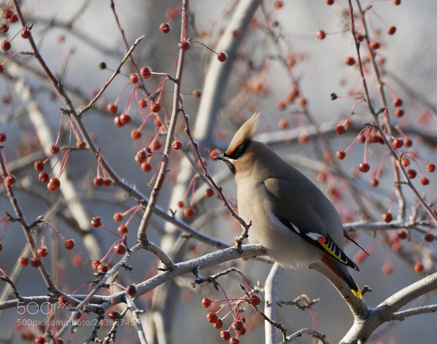 Panasonic Lumix DMC-G85 (Lumix DMC-G80) sample photo. Waxwing photography