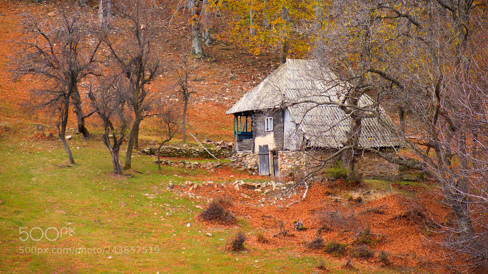 Sony Alpha DSLR-A850 sample photo. Autumn forest 23 photography