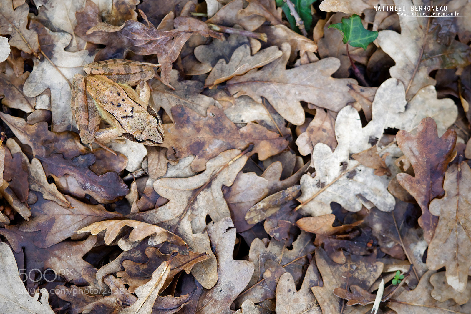 Sony a7 II sample photo. Cryptic photography