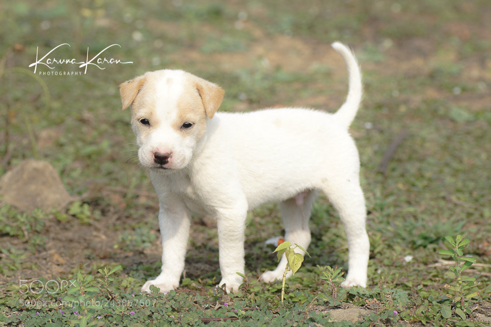 Sony a99 II sample photo. Adorable !!! photography
