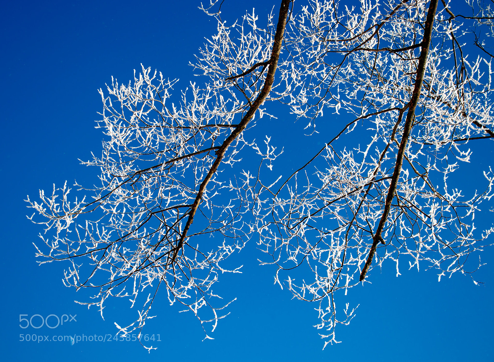 Canon EOS 200D (EOS Rebel SL2 / EOS Kiss X9) sample photo. Shining snow on branches photography