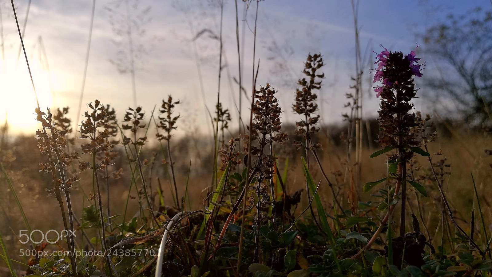 HUAWEI Honor 8 sample photo. Thyme photography