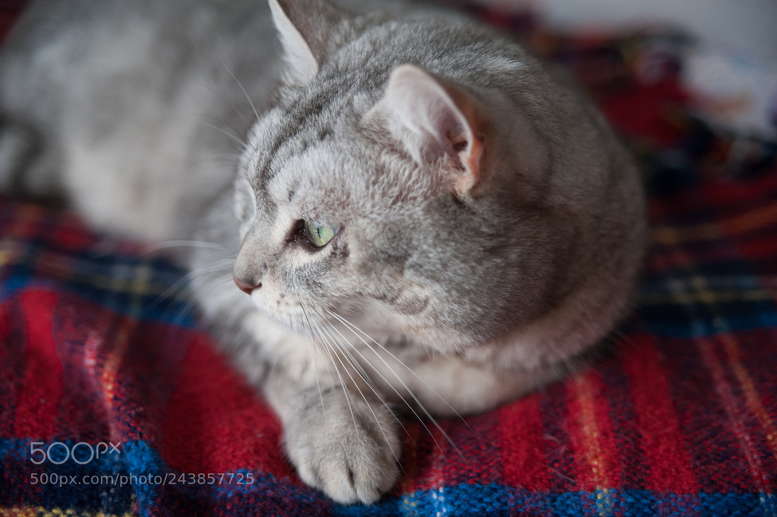 Nikon D700 sample photo. My sleepy cat photography