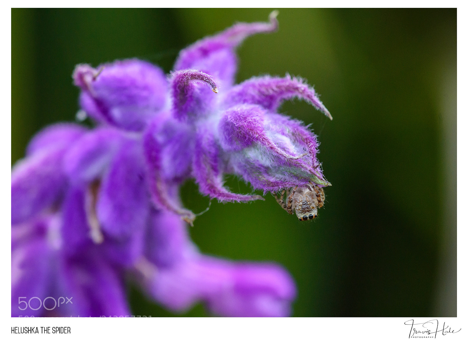 Nikon D610 sample photo. Helushka the spider photography