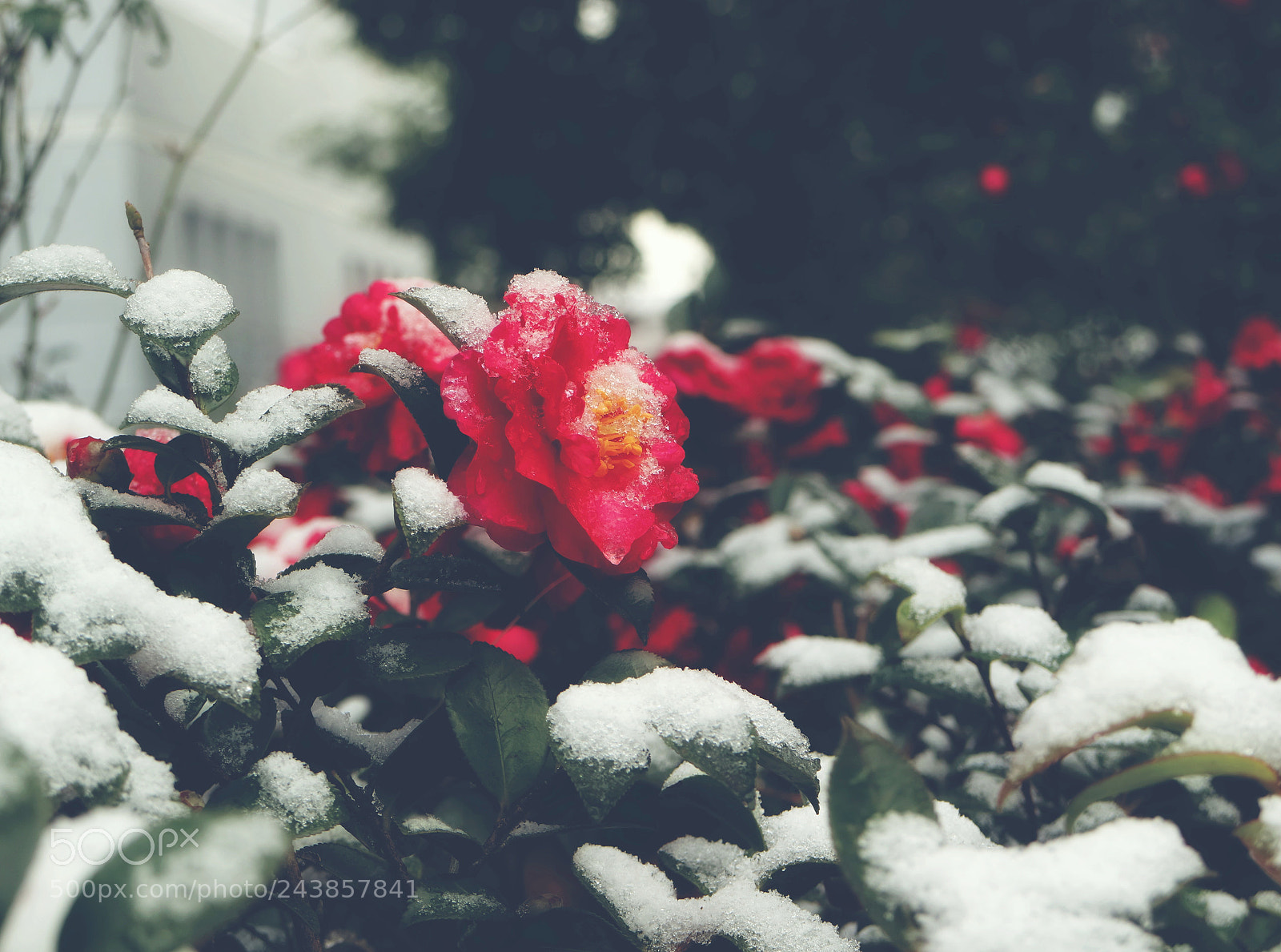 Canon EOS M3 sample photo. Bloom photography