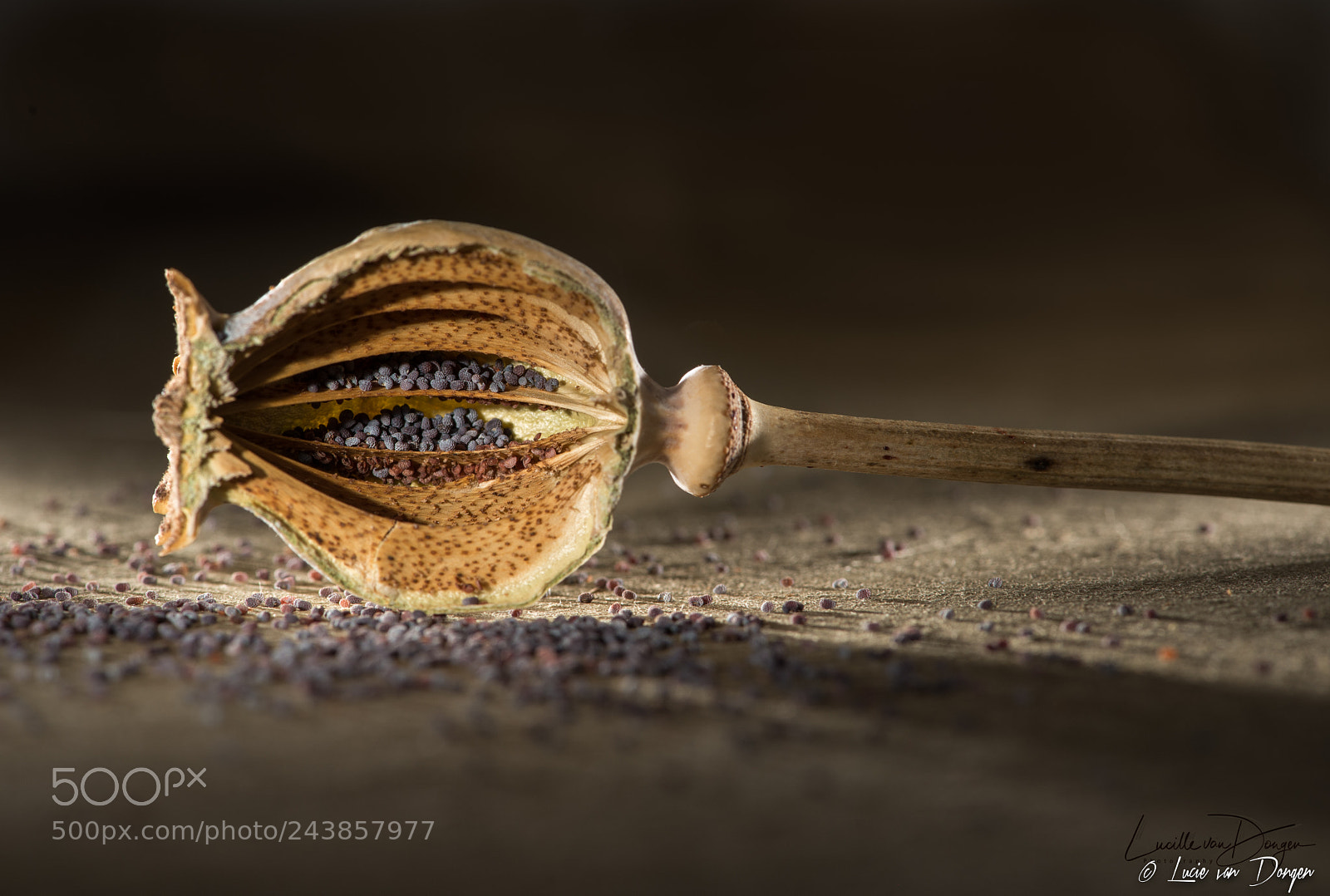 Nikon D610 sample photo. Poppy seeds photography