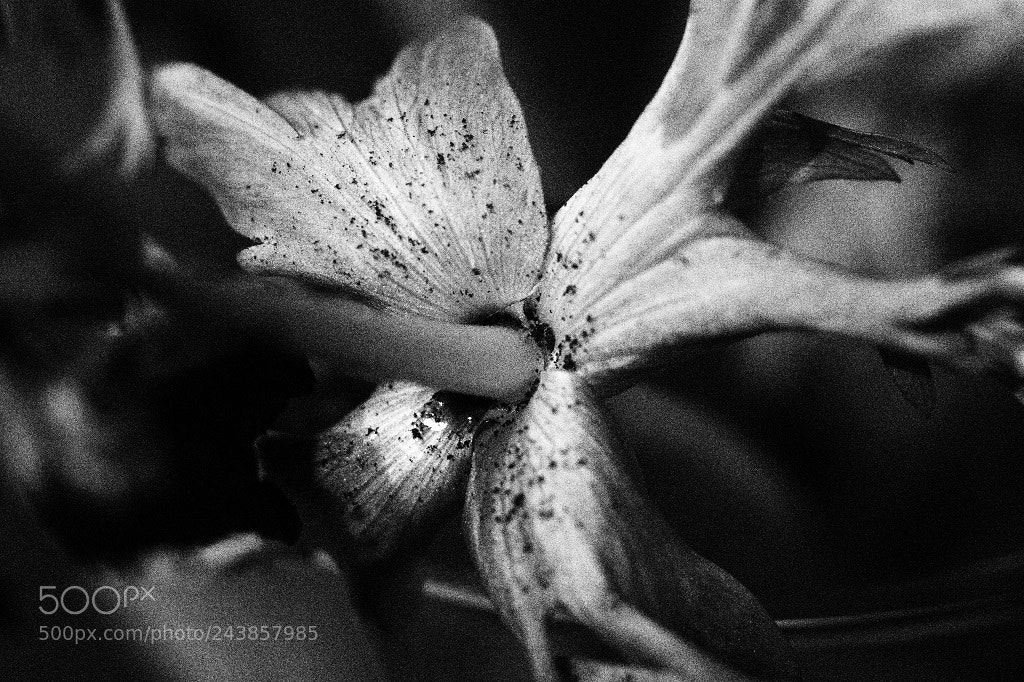 Olympus PEN E-PL8 sample photo. Abstract photography