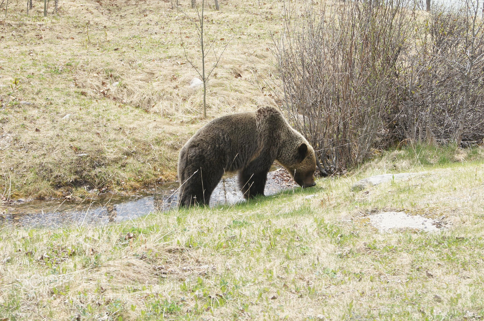 Sony Alpha DSLR-A550 sample photo. Spring bear, near jasper photography