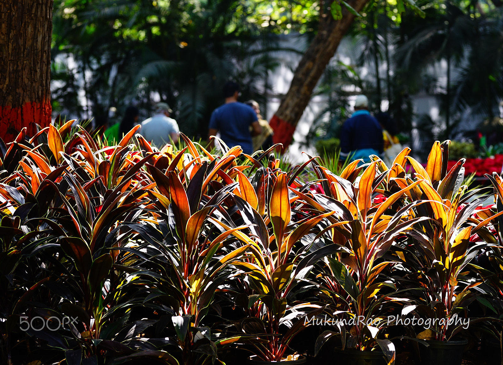 Sony a7 II + Sony FE 85mm F1.4 GM sample photo. Garden fresh photography