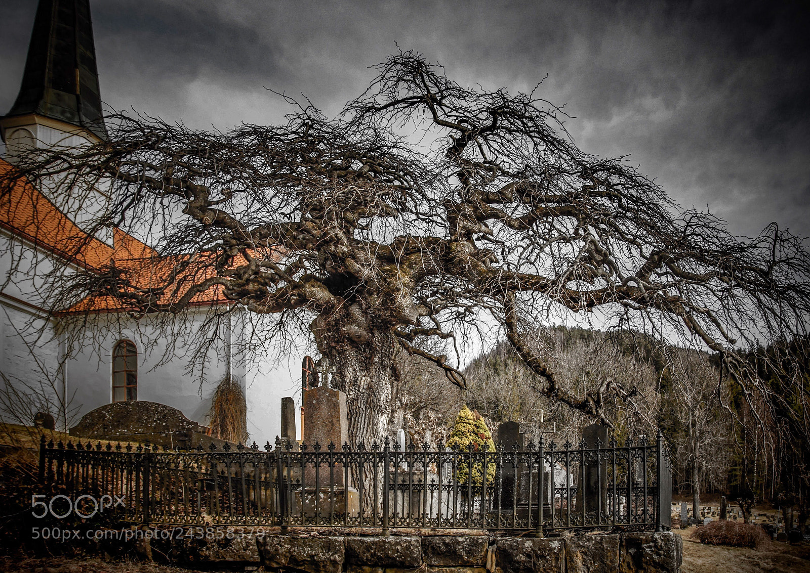 Sony SLT-A77 sample photo. Scary graveyard tree photography
