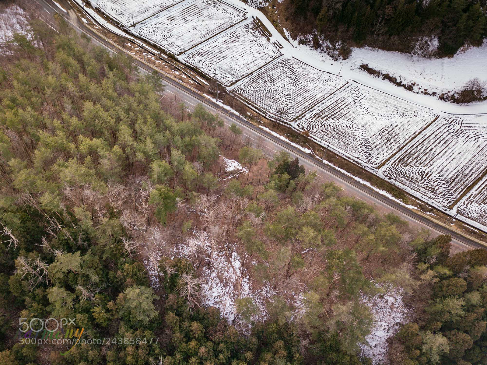DJI FC220 sample photo. Rice field now photography