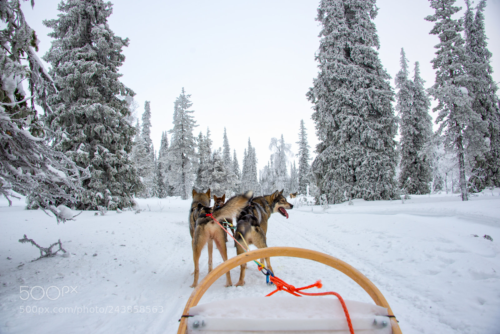 Nikon D600 sample photo. Husky dog sledding in photography