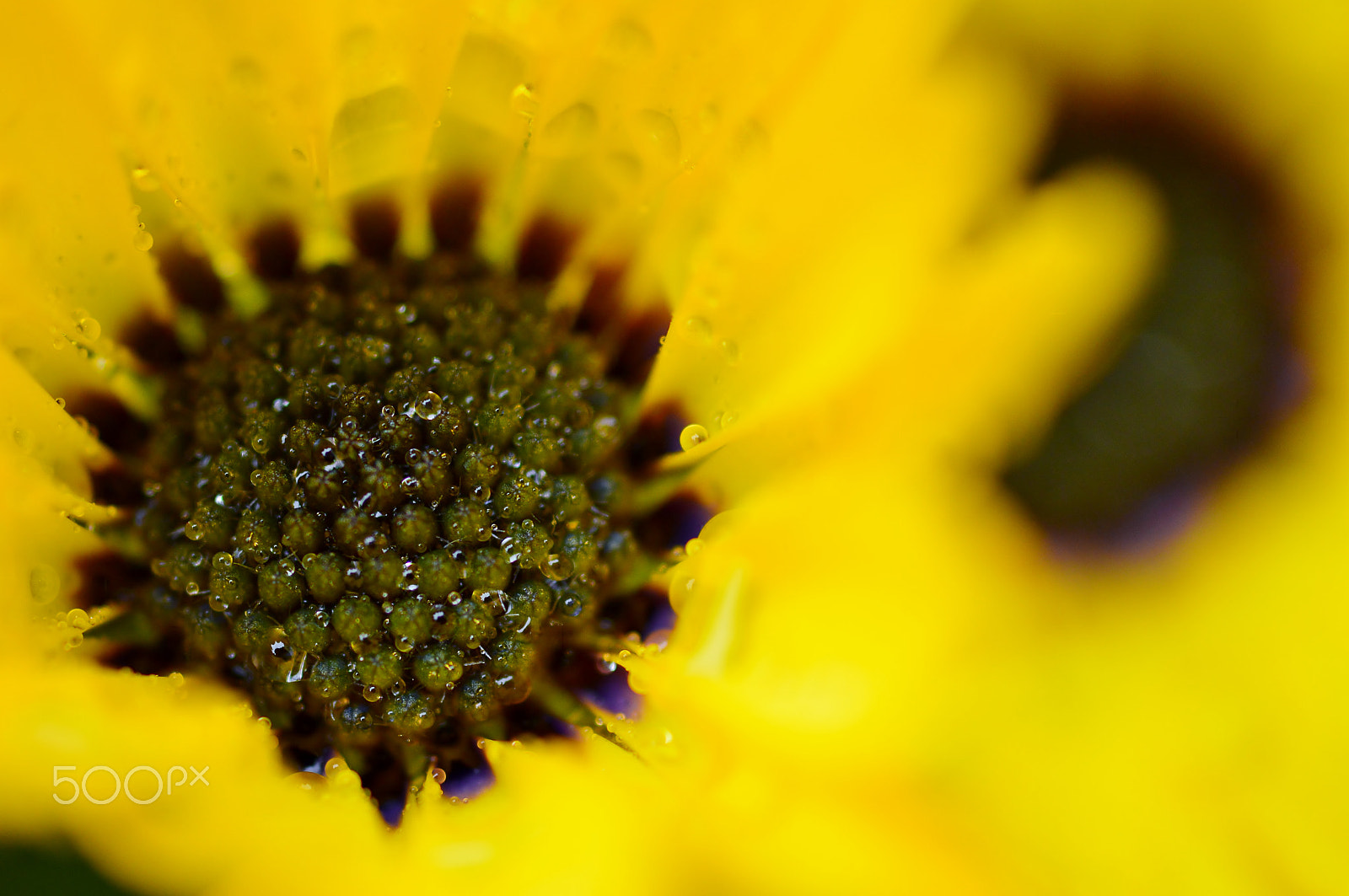 Nikon D3200 + AF Micro-Nikkor 55mm f/2.8 sample photo. Macro nature......flowers02 photography