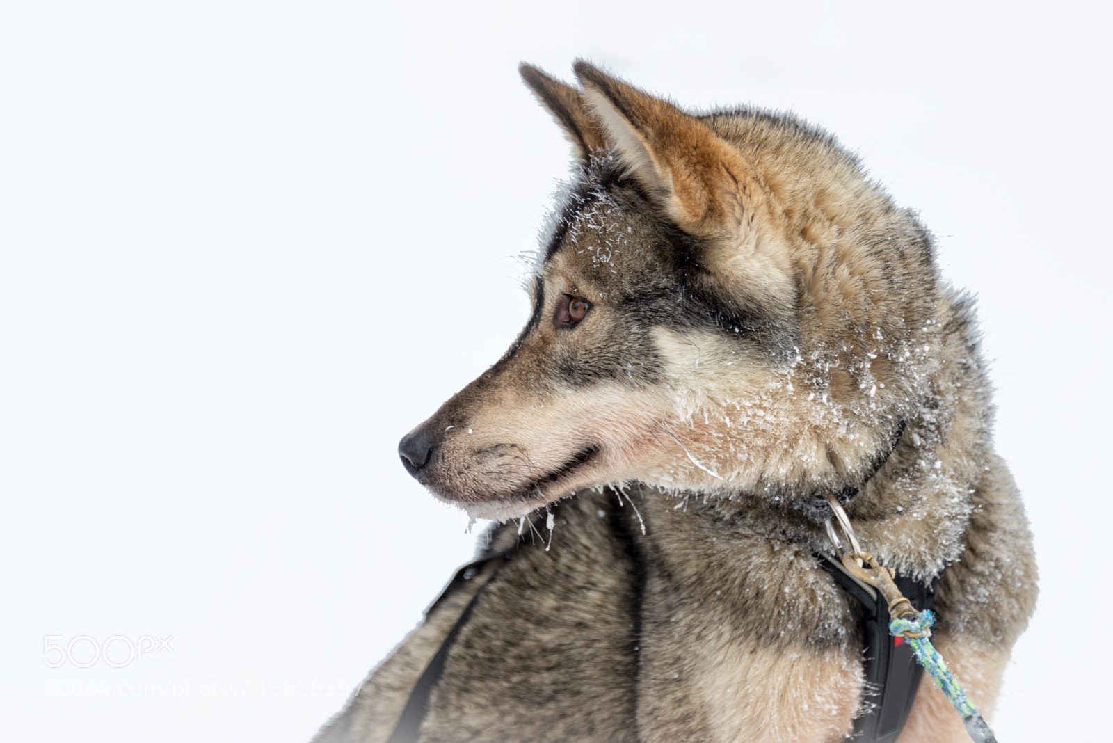 Nikon D600 sample photo. Husky dog close-up, lapland photography