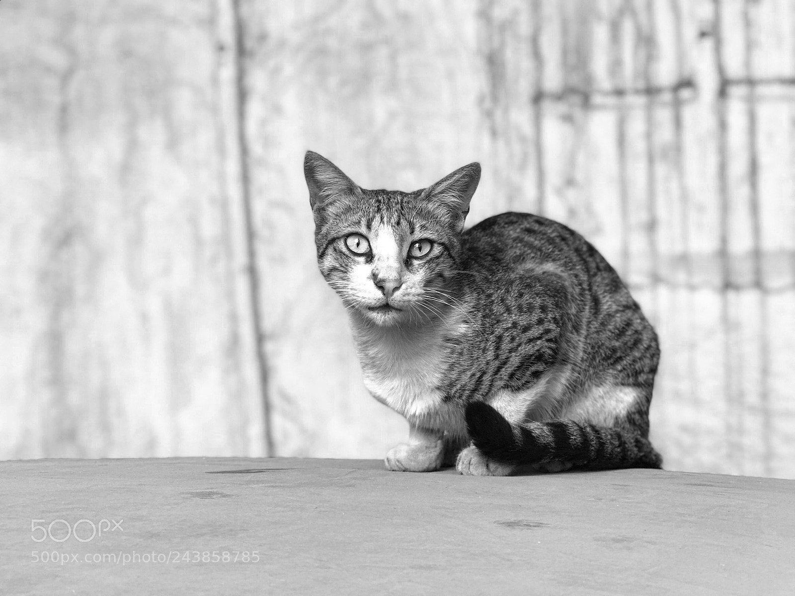 Apple iPhone 7 Plus sample photo. Cat outside hotel photography