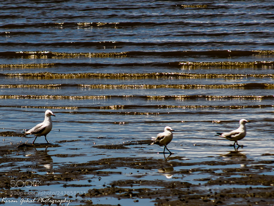Nikon D810 sample photo. A gentle breeze at photography