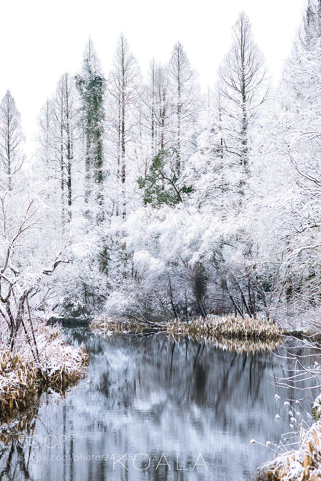 Nikon D810 sample photo. 雪后初霁 photography