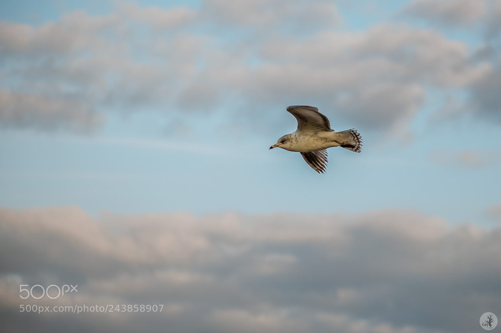 Samsung NX1 sample photo. Ring-billed gull (larus delawarensis) photography