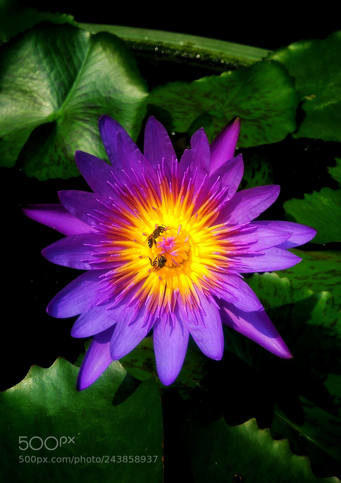 ASUS ZenFone 3 Max (ZC553KL) sample photo. Beautiful purple flower photography