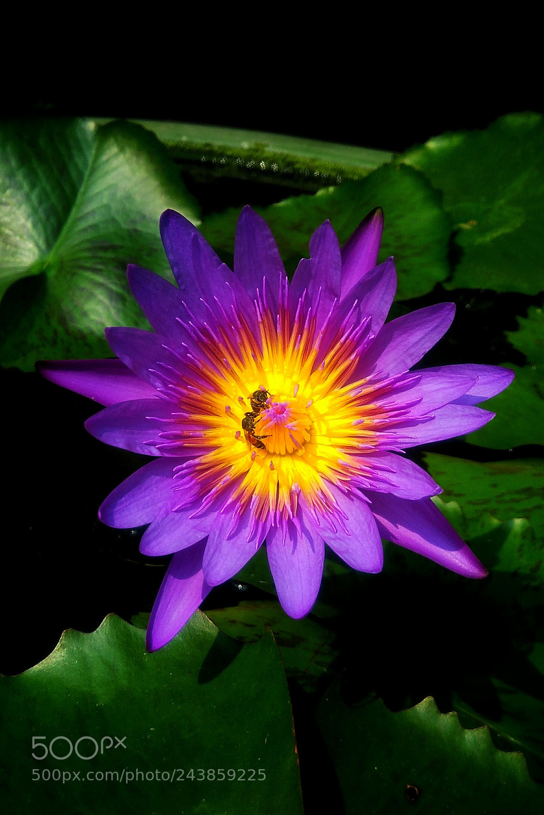 ASUS ZenFone 3 Max (ZC553KL) sample photo. Beautiful purple flower photography