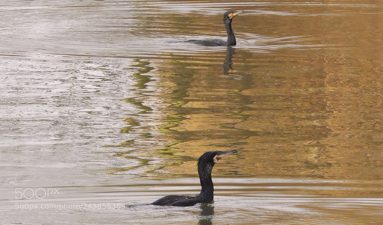 Nikon Coolpix B700 sample photo. Prehistoric birds ! photography