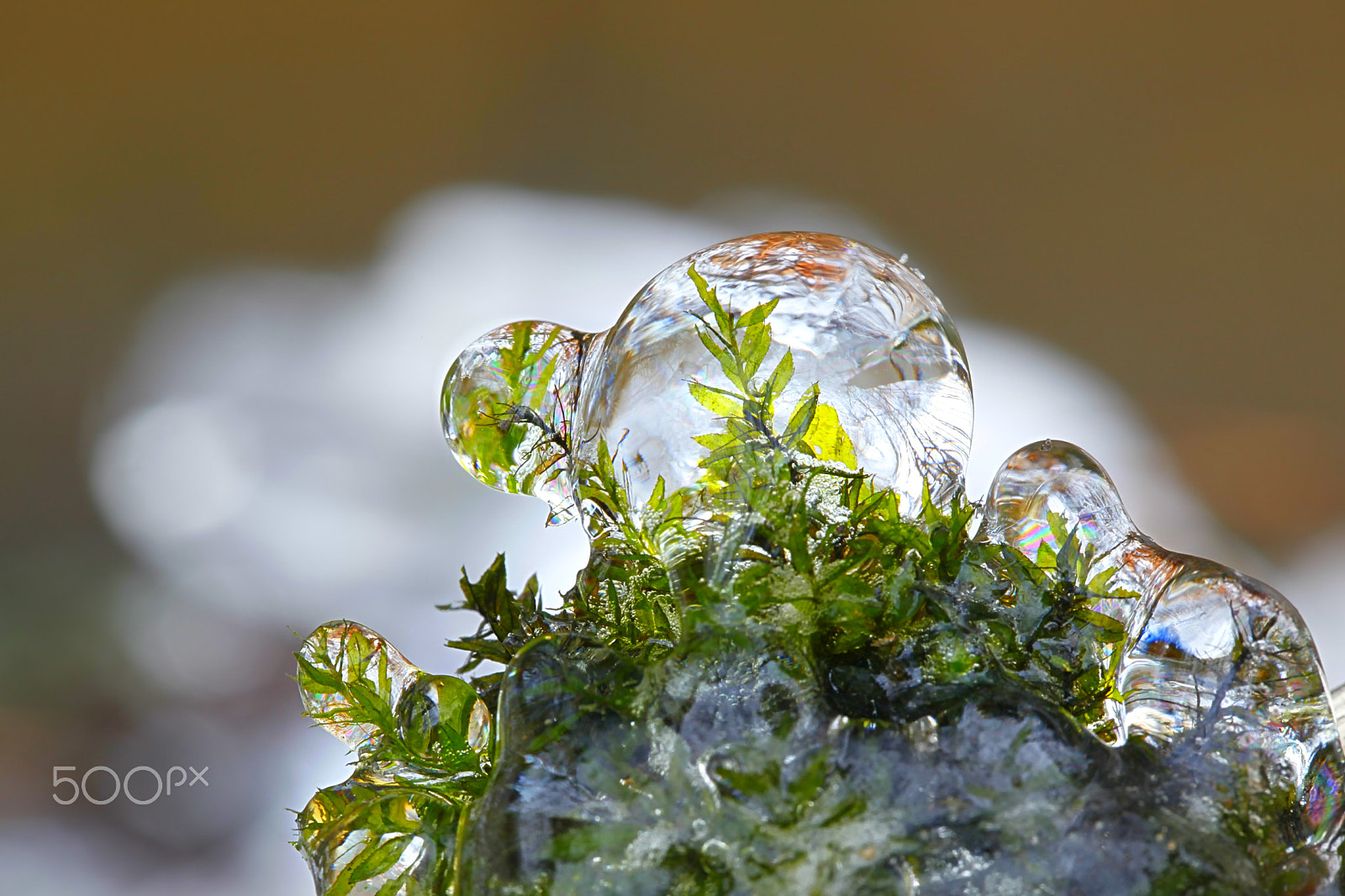 Canon EOS 5D Mark II sample photo. Frozen moss inside transparent ice photography