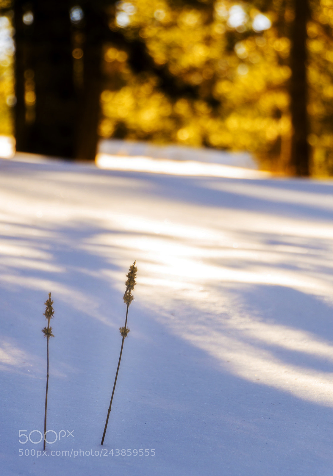Nikon D610 sample photo. Together photography