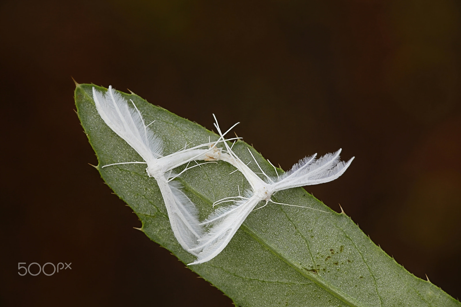 Canon EOS 5D Mark II sample photo. White plume moths mating photography