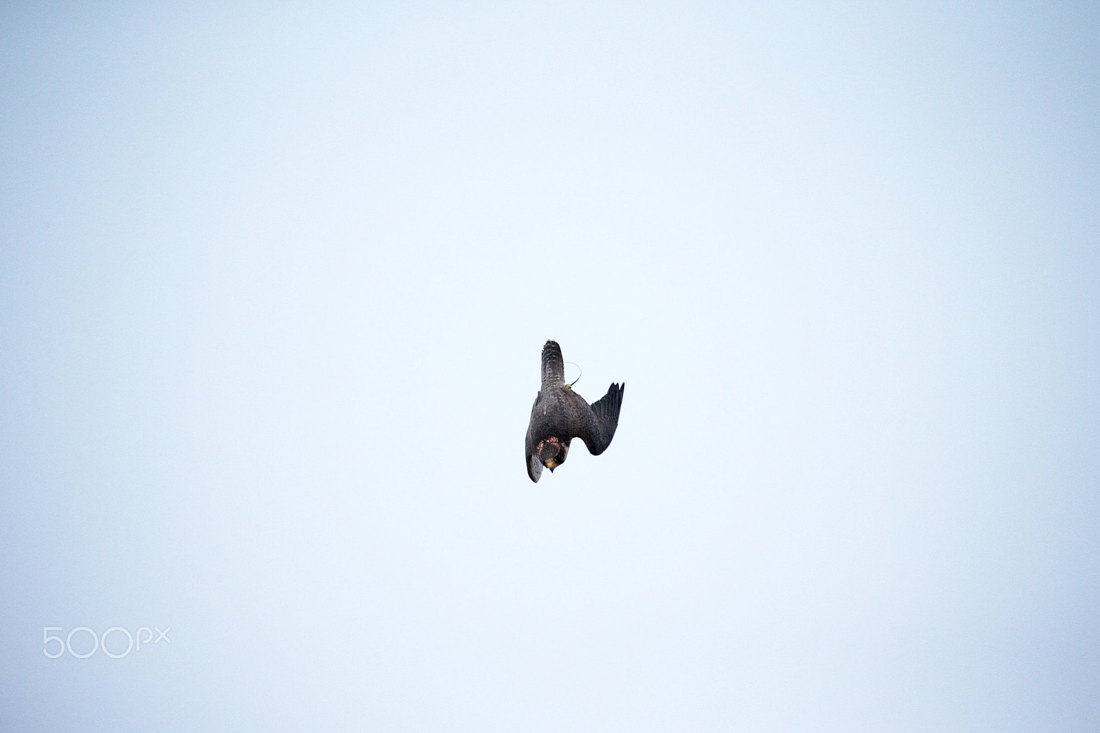 Canon EOS-1D X sample photo. Diving photography