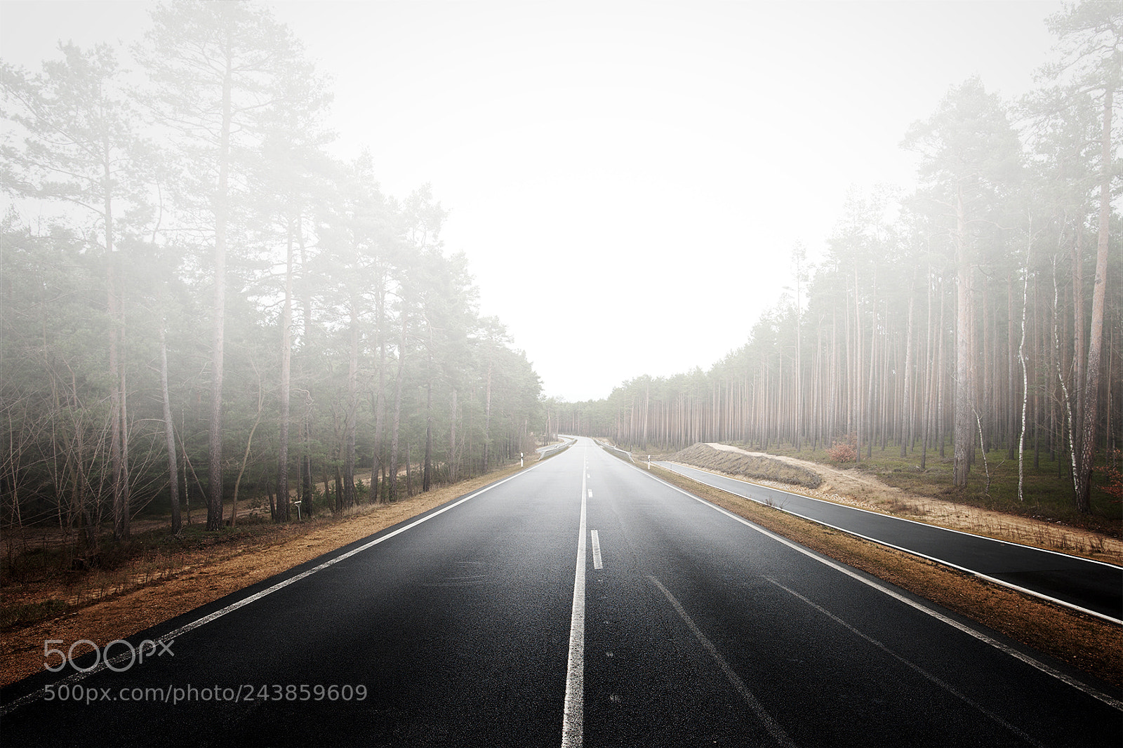 Nikon D700 sample photo. The fog and the photography