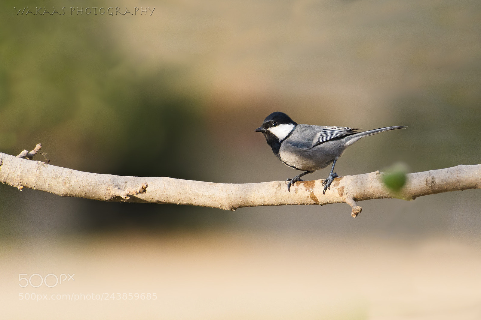 Nikon D500 sample photo. Cinerous tit photography