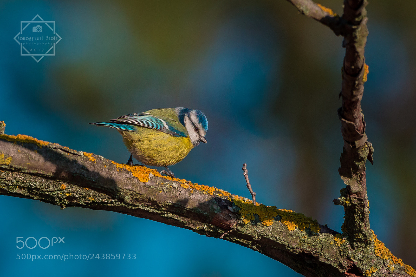 Nikon D7100 sample photo. Blue tit photography