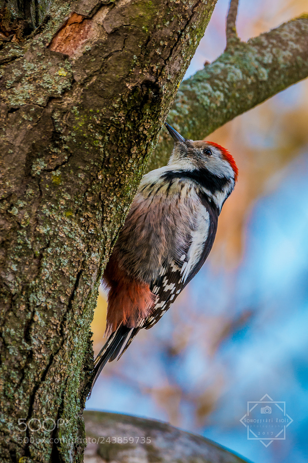 Nikon D7100 sample photo. Woodpecker photography