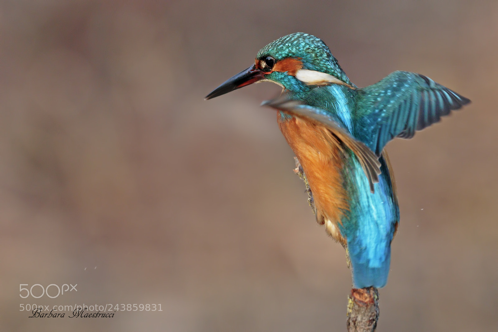 Canon EOS 7D Mark II sample photo. Martin pescatore photography