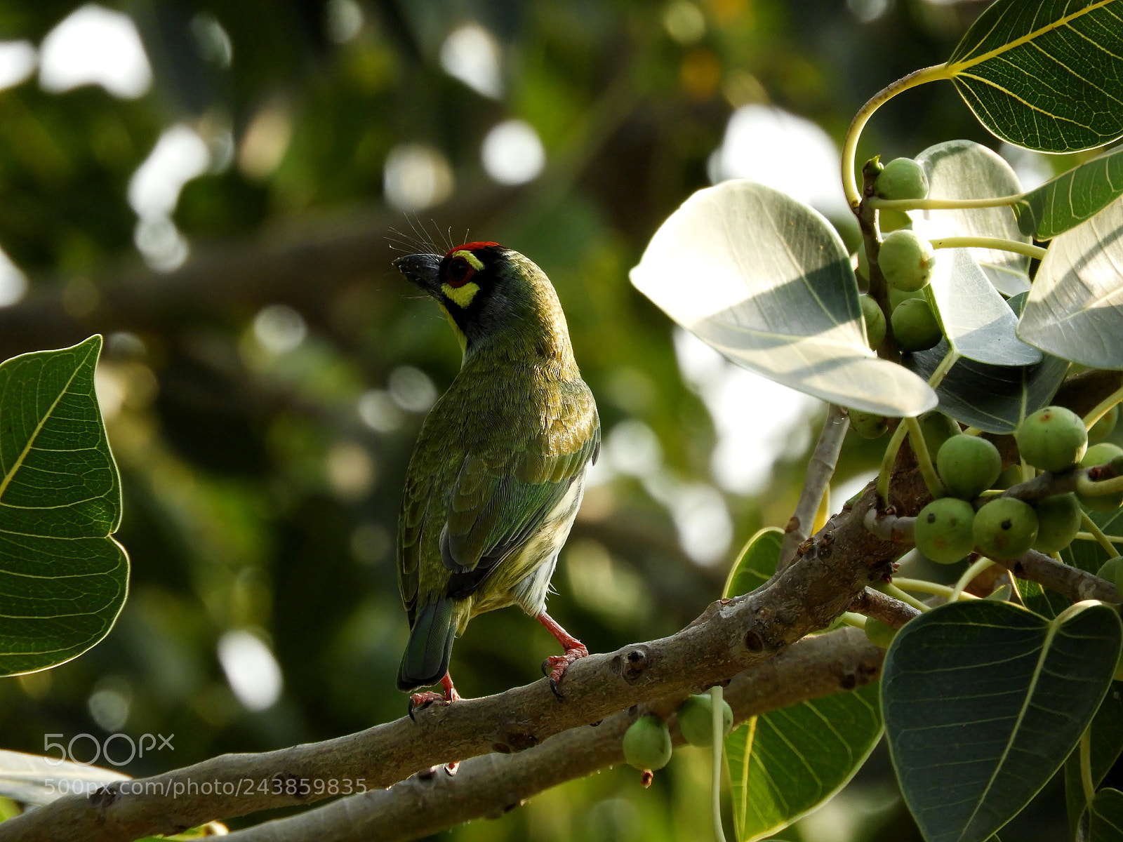 Nikon Coolpix B700 sample photo. Coppersmith barbet photography