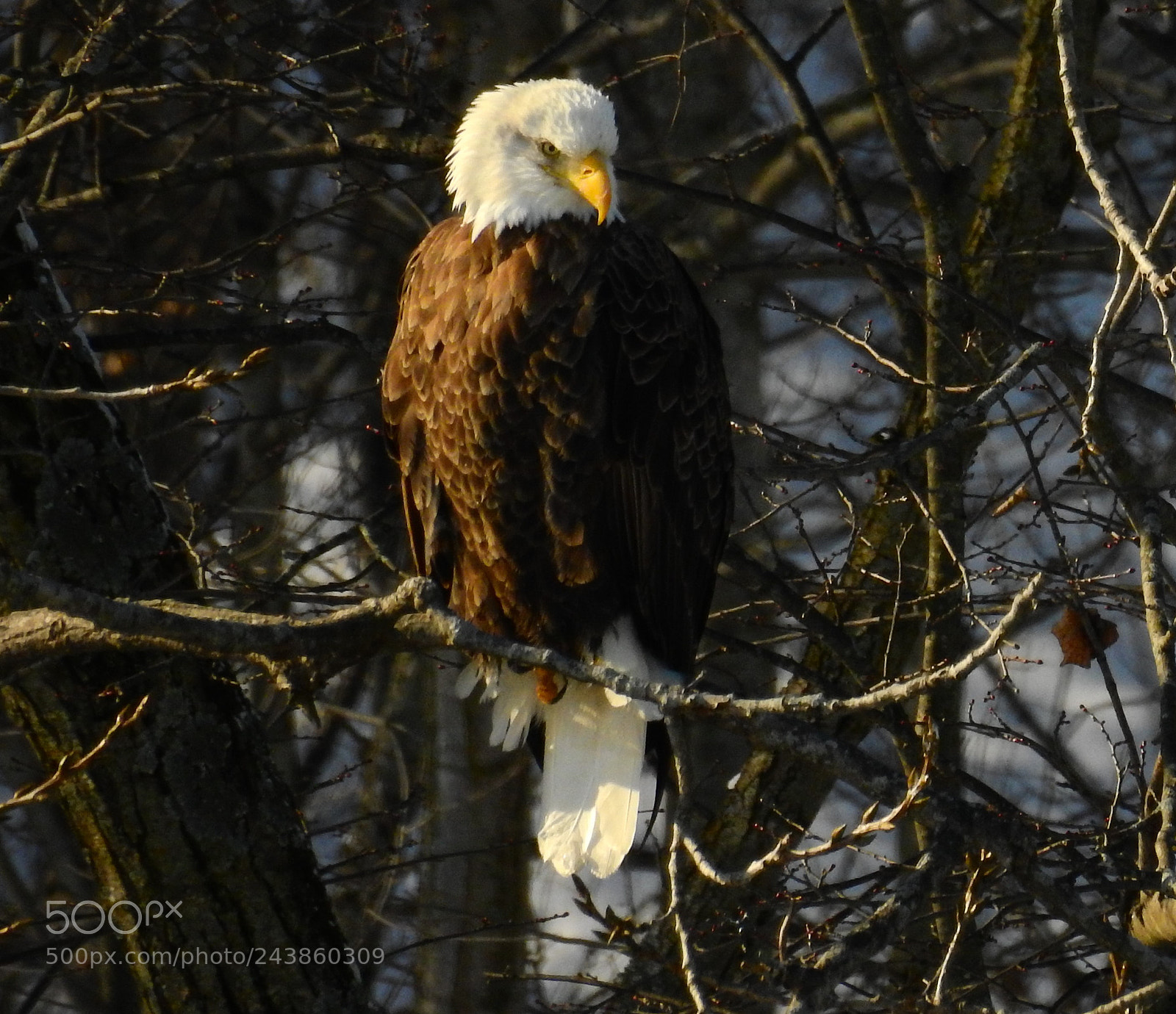 Nikon Coolpix P900 sample photo. American bald eagle photography