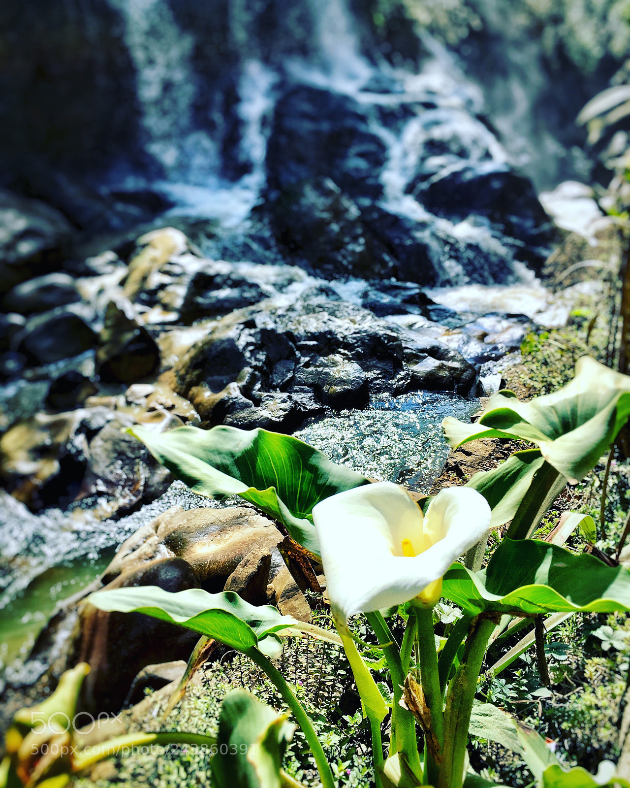 Apple iPhone 6s Plus sample photo. I live near the photography