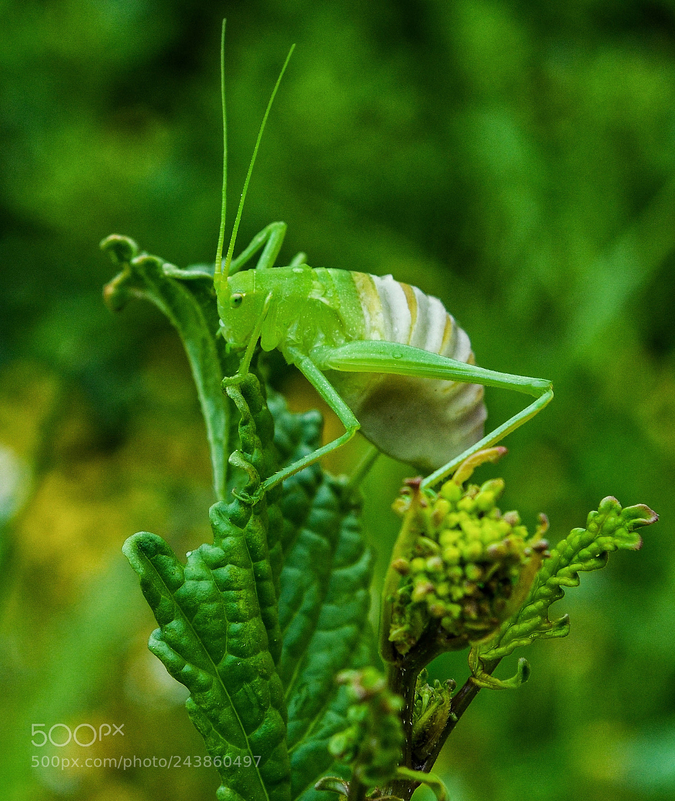 Nikon D5100 sample photo. My new pokemon photography