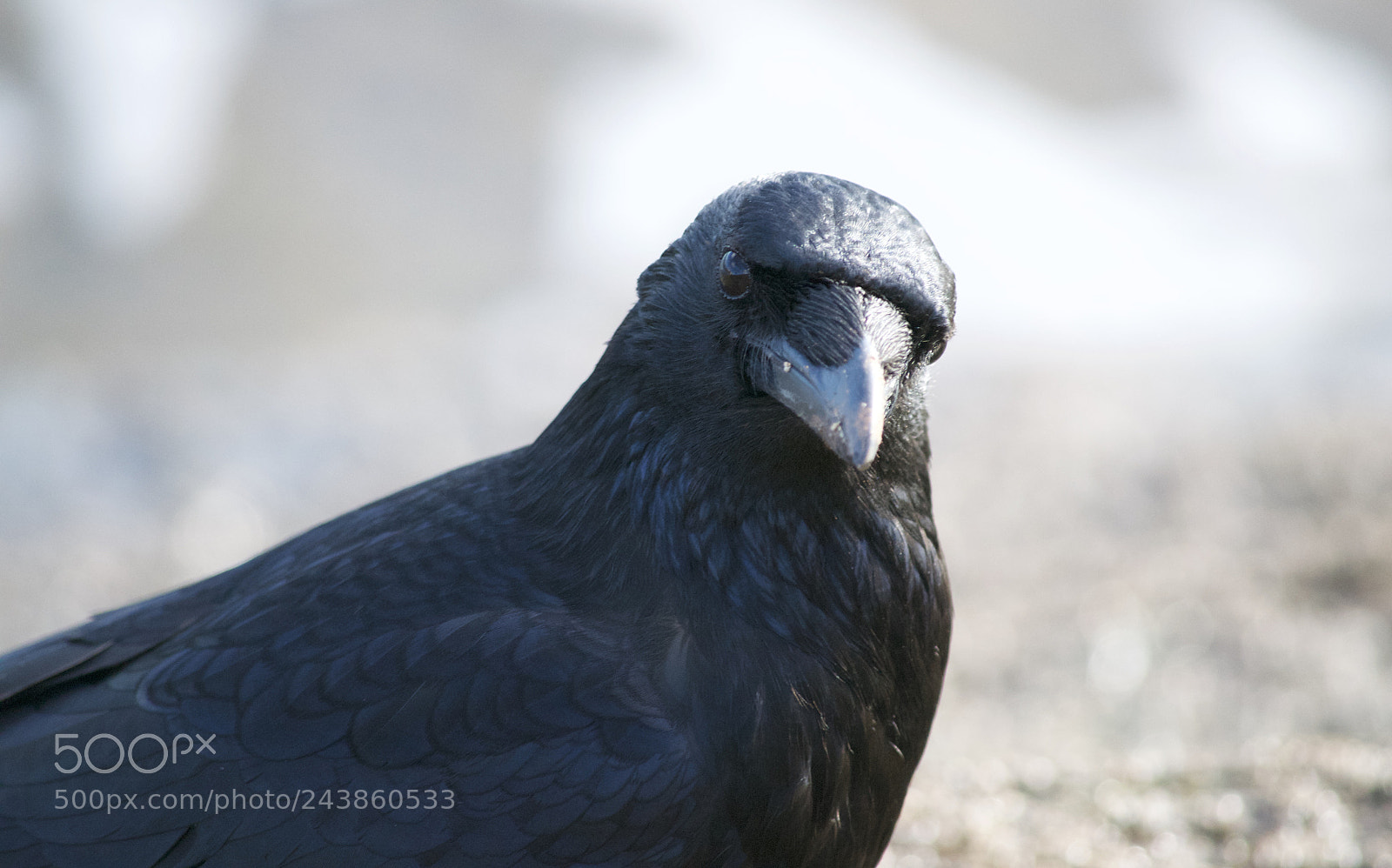 Nikon D3100 sample photo. Inquisitive crow photography
