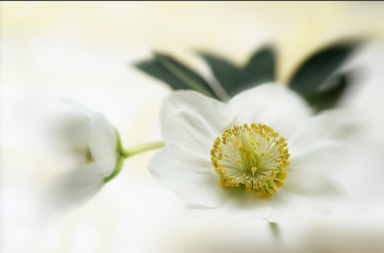 Sony a7R II sample photo. Blossoming at cold winterdays photography