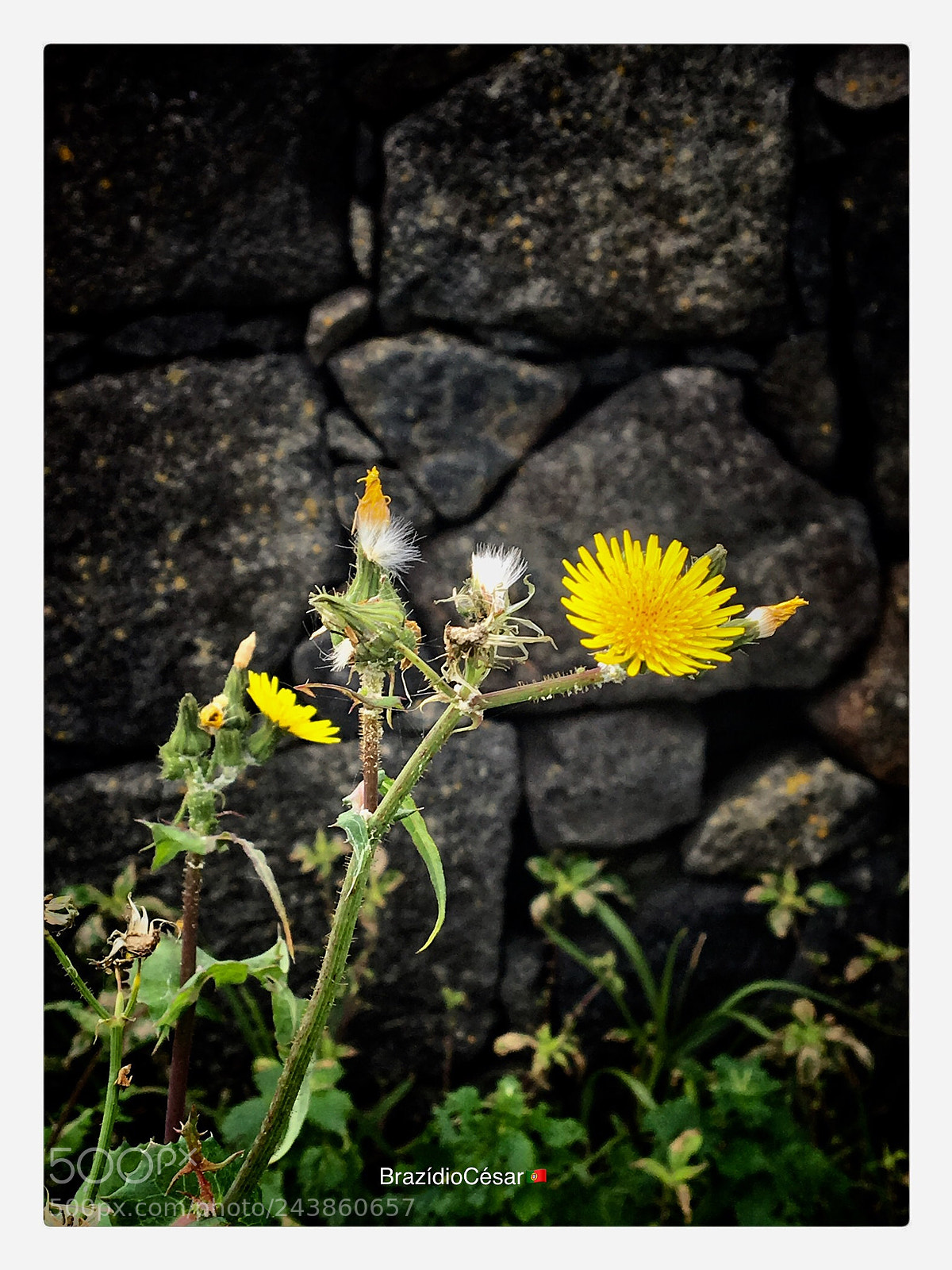 Apple iPhone 6s sample photo. Untitled photography