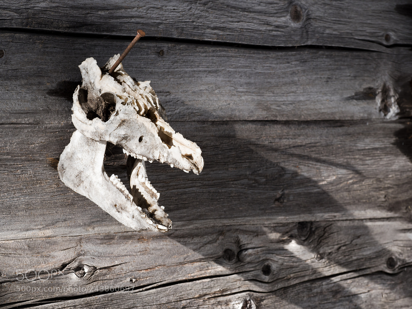Panasonic Lumix DC-G9 sample photo. Skull on the wall photography