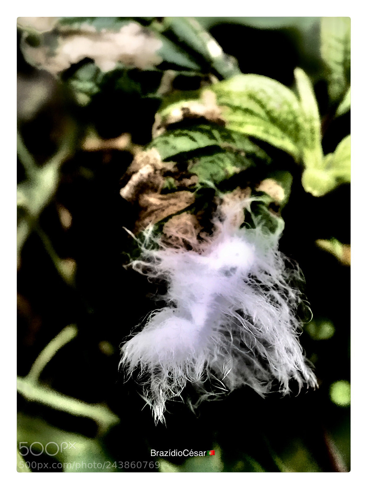 Apple iPhone 6s sample photo. Untitled photography